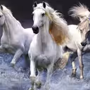 Horses Slide