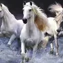 Horses Slide