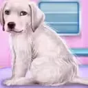 Labrador at the Doctor Salon