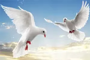 Flying Birds Slide