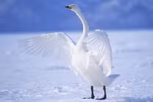 Graceful Swans Puzzle