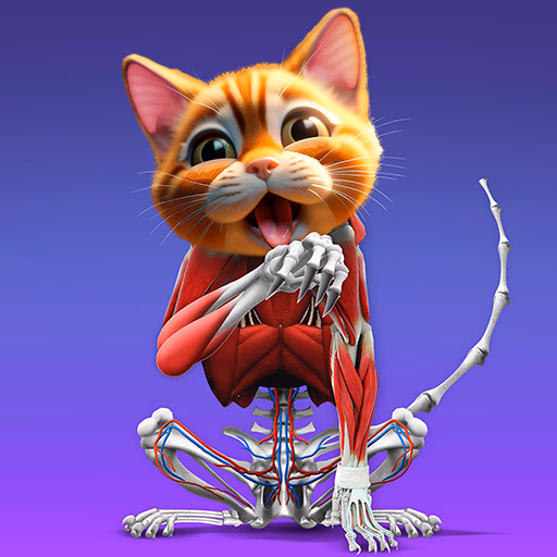 IDLE Animal Anatomy