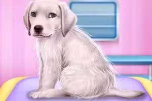 Labrador at the Doctor Salon