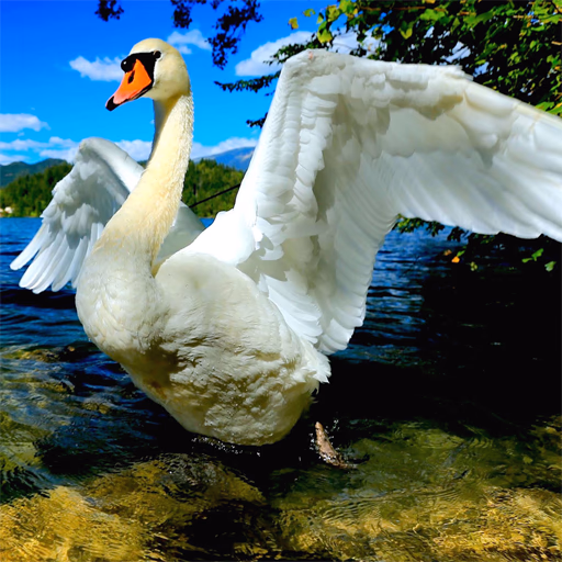 Swans Slide